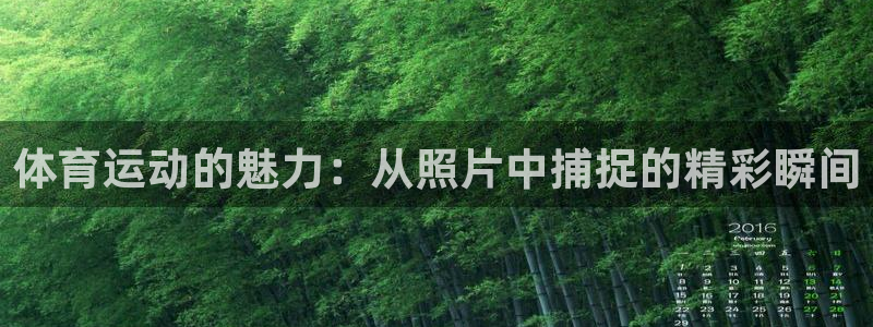 vsport体育